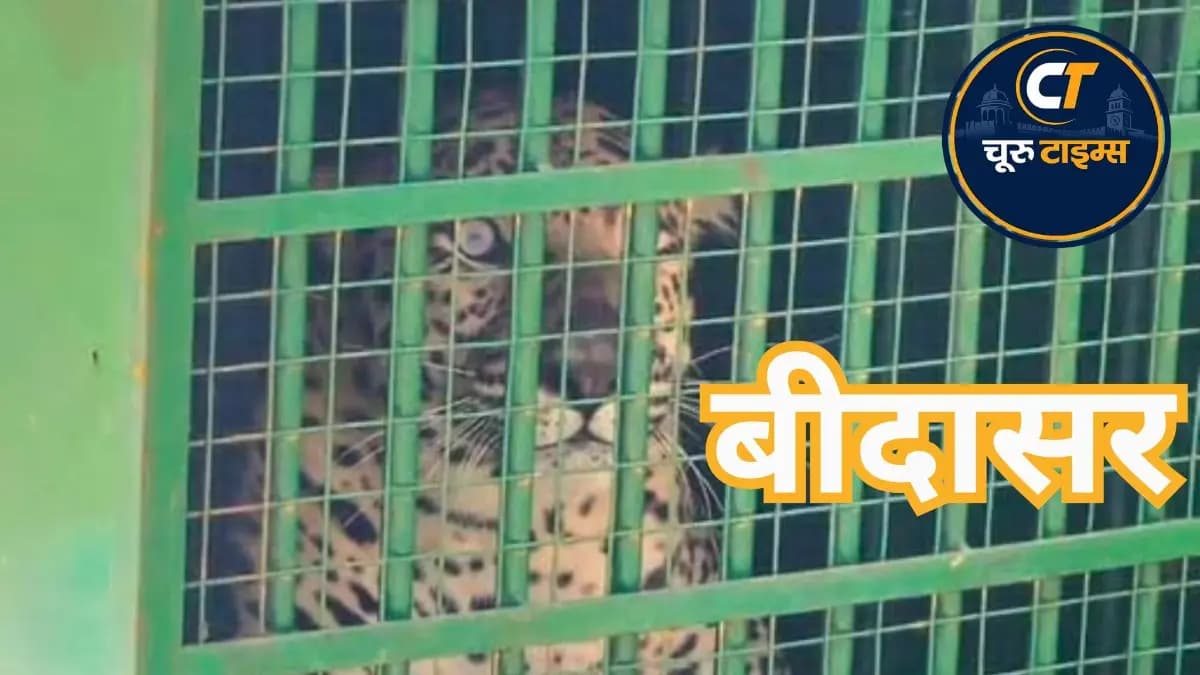 बीदासर के दूंकर की रोही में पिंजरे में कैद हुआ तेंदुआ, ग्रामीणों को राहत
